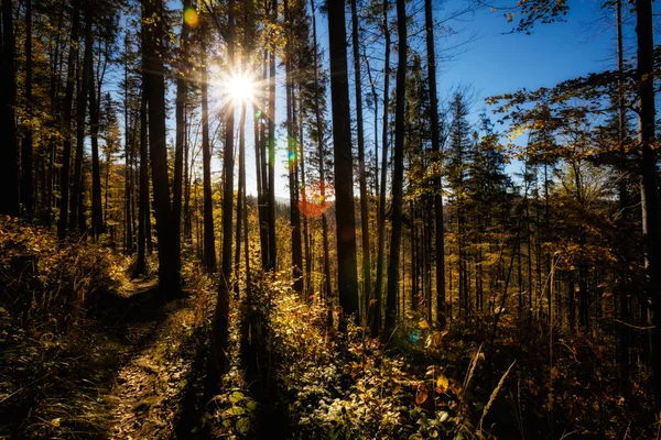 Mooie herfst woods berglandschap — Stockfoto
