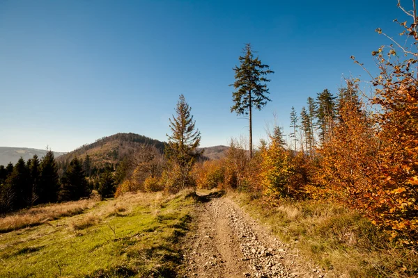 Beautiful autumn mountain woods landscape — Stock Photo, Image