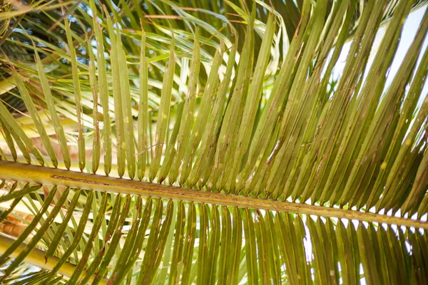 Tropical palm leaf — Stock Photo, Image