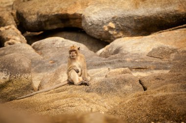 Maymun Khao Takiab Tapınak