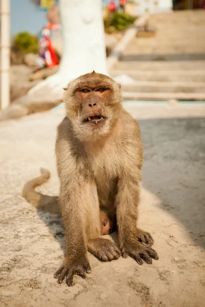 Monkey in Khao Takiab temple — Stock Photo, Image