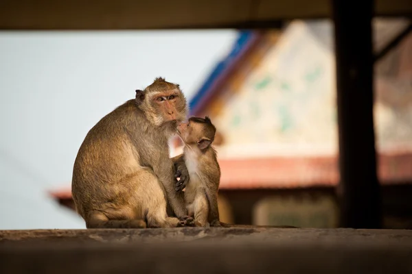 Monyet di kuil Khao Takiab — Stok Foto