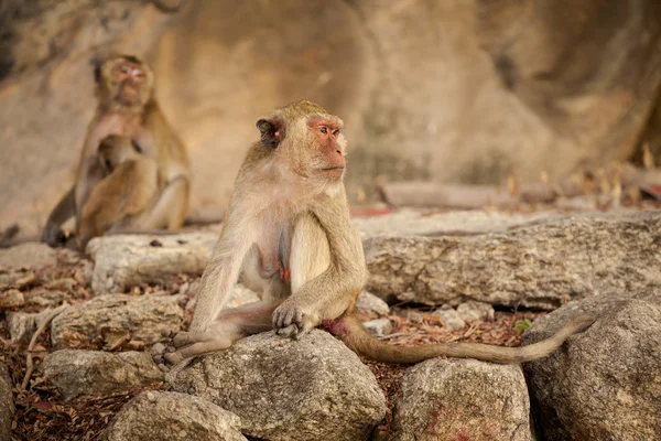 Monkey in Khao Takiab temple — Stock Photo, Image