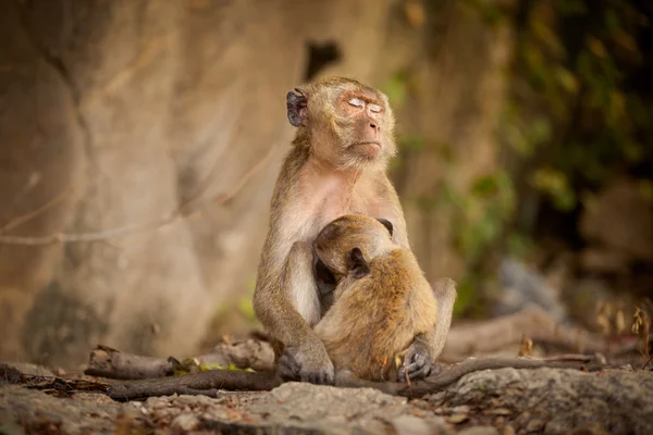 Monyet di kuil Khao Takiab — Stok Foto