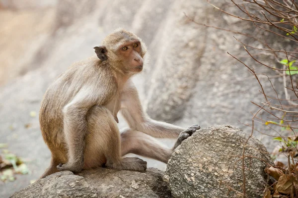 Monkey in Khao Takiab temple — Stock Photo, Image