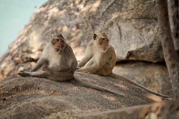 Opice v Khao Takiab chrámu — Stock fotografie