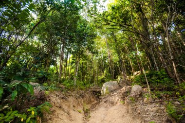 Koh Phangan üzerinde trekking orman