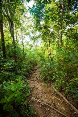 Koh Phangan üzerinde trekking orman