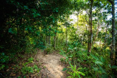 Koh Phangan üzerinde trekking orman