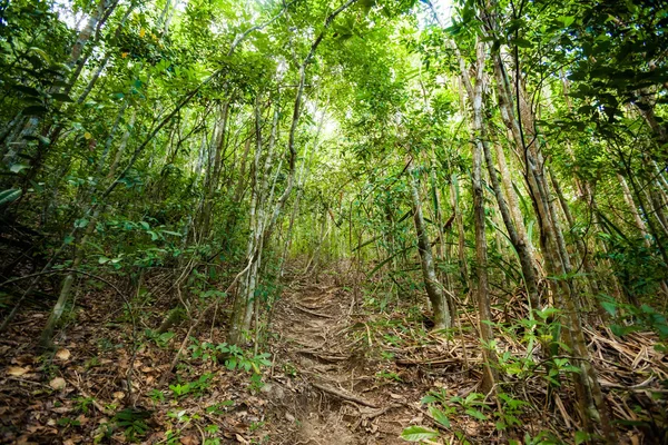 Dschungel-Trekking auf Koh Phangan — Stockfoto