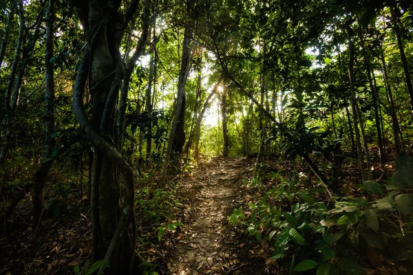 Dschungel-Trekking auf Koh Phangan — Stockfoto