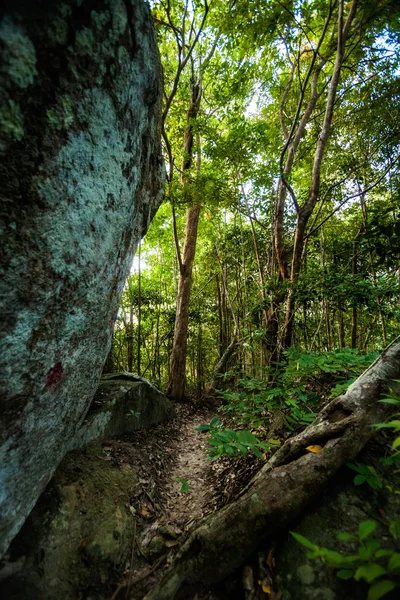 Trekking por la selva en Koh Phangan —  Fotos de Stock