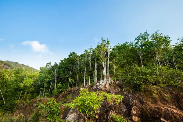 パンガン島でトレッキング ジャングル — ストック写真