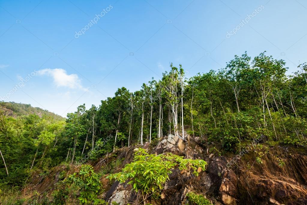Jungle trekking on Koh Phangan Stock Photo by ©annabieniek 71948935