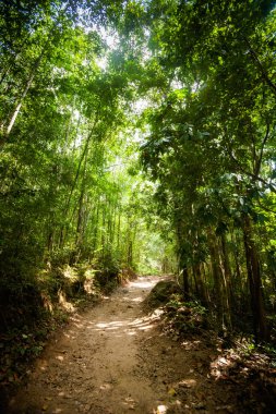Koh Phangan üzerinde trekking orman