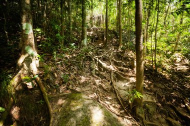 Koh Phangan üzerinde trekking orman