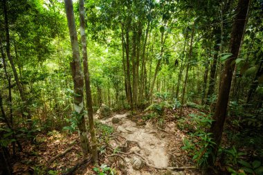 Koh Phangan üzerinde trekking orman