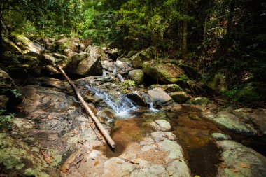 Koh Phangan üzerinde trekking orman