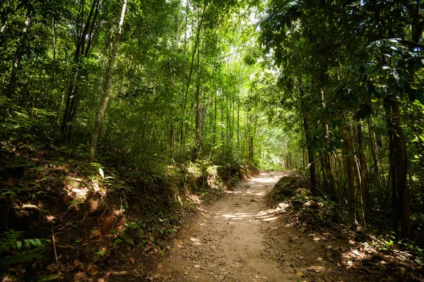 Jungle trekking op Koh Phangan — Stockfoto