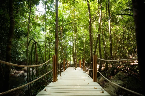 Trekking por la selva en Koh Phangan —  Fotos de Stock
