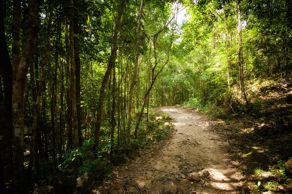 Trekking nella giungla a Koh Phangan — Foto Stock