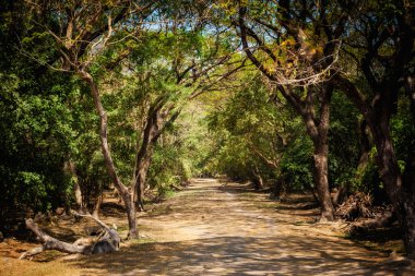 Kamboçya Angkor wat Tapınağı