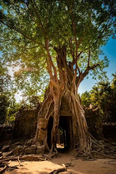 Ta som temppeli Angkor Kambodza — kuvapankkivalokuva