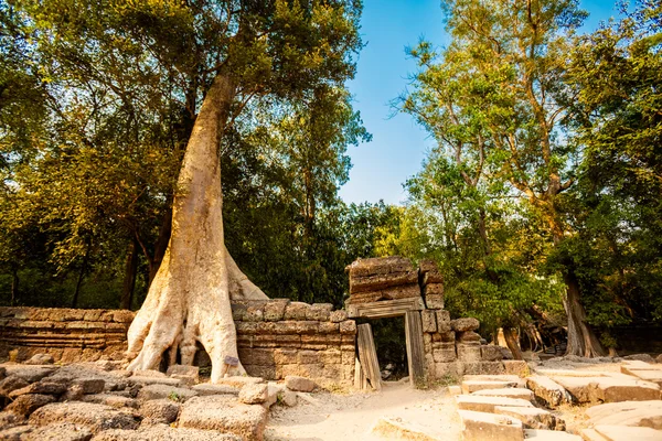 Templo de Ta Prohm Angkor Wat — Foto de Stock