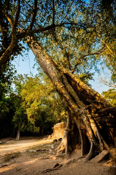 Ta Prohm temppeli Angkor Wat — kuvapankkivalokuva