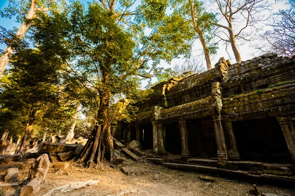 Templo de Ta Prohm Angkor Wat — Foto de Stock