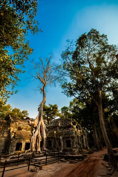 Ta Prohm Tapınağı Angkor Wat — Stok fotoğraf