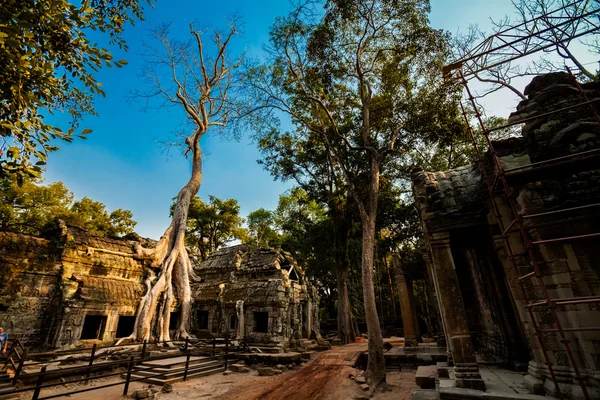 Templo de Ta Prohm Angkor Wat — Foto de Stock