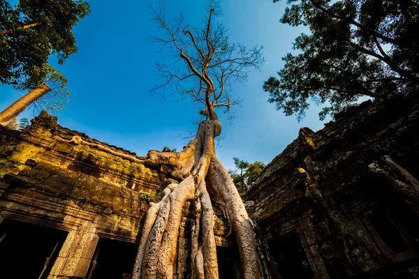 Temple Ta Prohm Angkor Wat — Photo