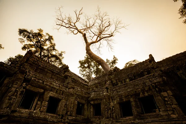 Ta Prohm tempel Angkor Wat — Stockfoto