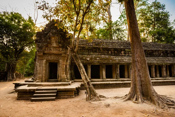 Ta prohm Tempel angkor wat — Stockfoto