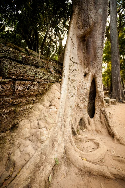 Templo de Ta Prohm Angkor Wat — Foto de Stock