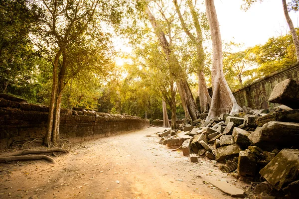 Ta Prohm-templet Angkor Wat — Stockfoto