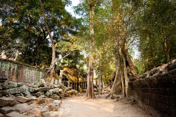 Templo de Ta Prohm Angkor Wat — Foto de Stock