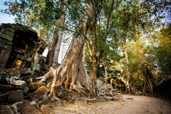 Ta Prohm Tapınağı Angkor Wat — Stok fotoğraf