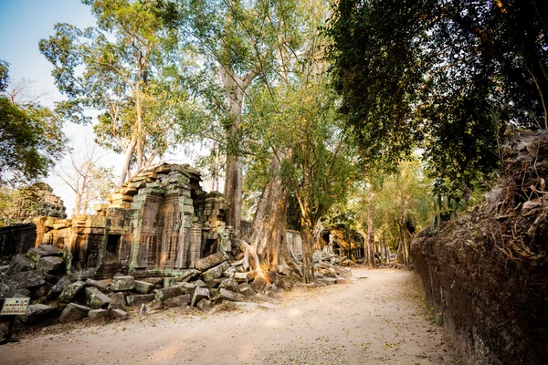 Ta Prohm Tapınağı Angkor Wat — Stok fotoğraf