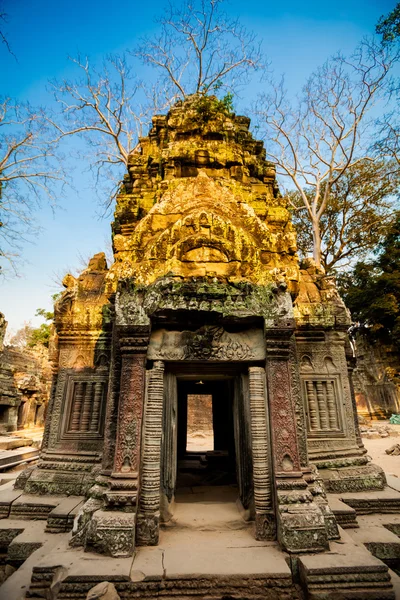 Ta prohm Tempel angkor wat — Stockfoto