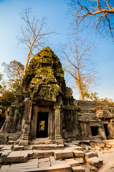 TA Prohm ναός Angkor Wat — Φωτογραφία Αρχείου