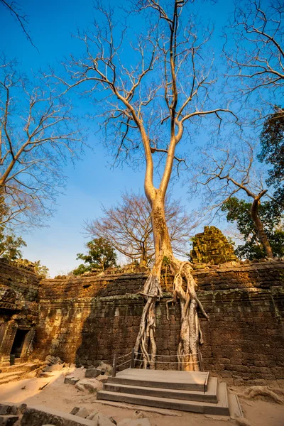 Temple Ta Prohm Angkor Wat — Photo