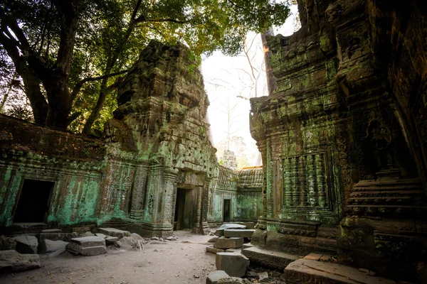 Ta Prohm Tapınağı Angkor Wat — Stok fotoğraf