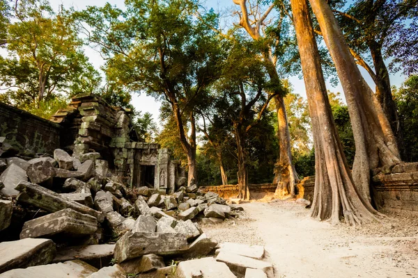 Templo de Ta Prohm Angkor Wat — Foto de Stock