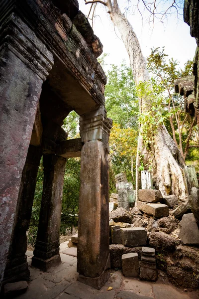 Ta Prohm templom Angkor Wat — Stock Fotó