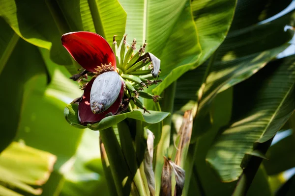 Bela flora na Tailândia — Fotografia de Stock