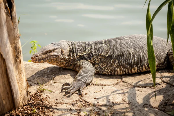 Hermoso lagarto monitor enTailandia —  Fotos de Stock