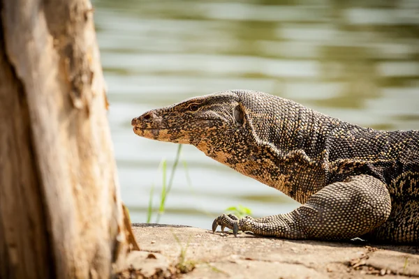 Hermoso lagarto monitor enTailandia —  Fotos de Stock