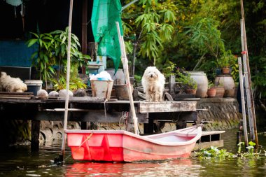 Bangkok thonburi klongs - Kanallar Görünümü